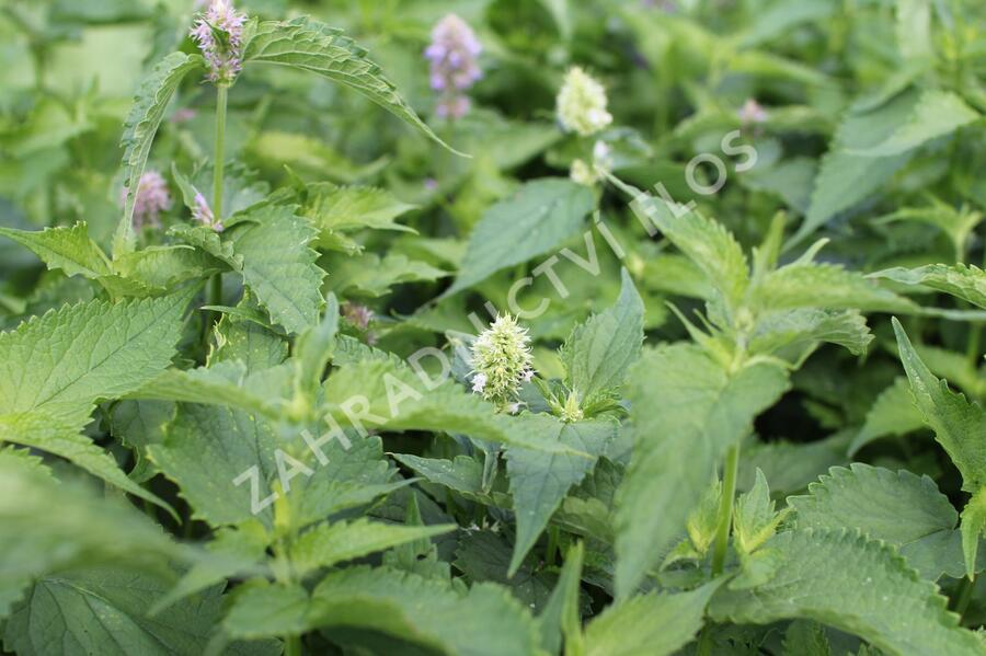 Agastache mexická 'Bavaria' - Agastache mexicana 'Bavaria'