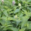 Agastache mexická 'Bavaria' - Agastache mexicana 'Bavaria'