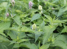 Agastache mexická 'Bavaria' - Agastache mexicana 'Bavaria'