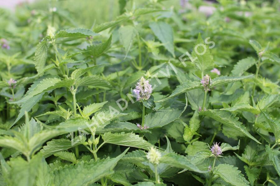 Agastache mexická 'Bavaria' - Agastache mexicana 'Bavaria'