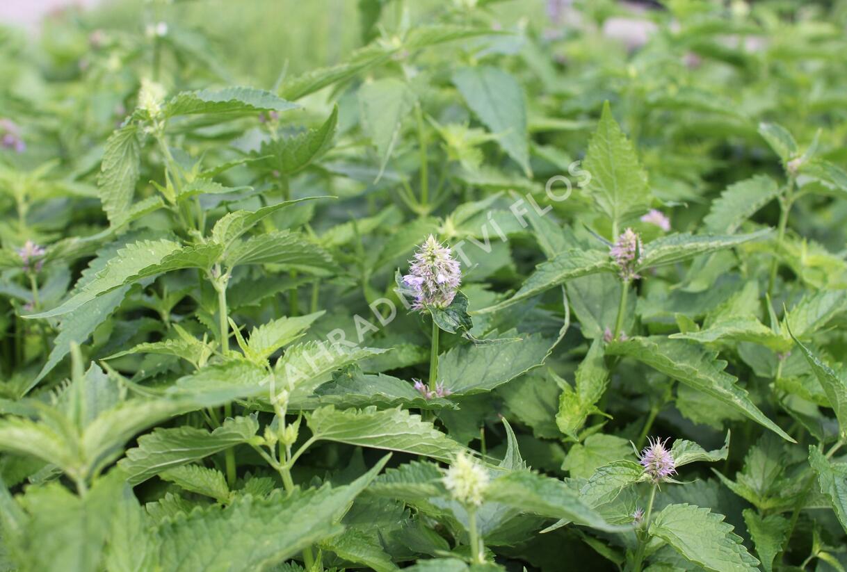 Agastache mexická 'Bavaria' - Agastache mexicana 'Bavaria'