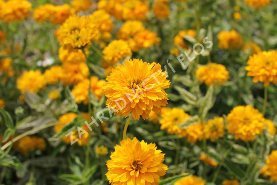Janeba drsná 'Double Sunstruck' - Heliopsis helianthoides 'Double Sunstruck'