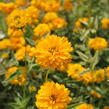Janeba drsná 'Double Sunstruck' - Heliopsis helianthoides 'Double Sunstruck'