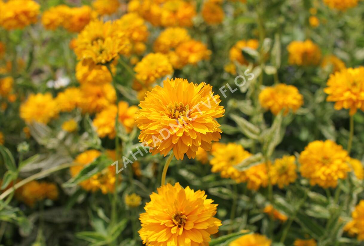 Janeba drsná 'Double Sunstruck' - Heliopsis helianthoides 'Double Sunstruck'