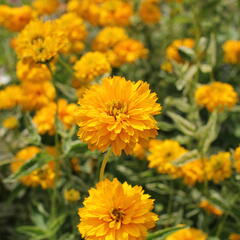 Janeba drsná 'Double Sunstruck' - Heliopsis helianthoides 'Double Sunstruck'