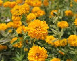 Janeba drsná 'Double Sunstruck'
