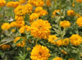 Janeba drsná 'Double Sunstruck' - Heliopsis helianthoides 'Double Sunstruck'