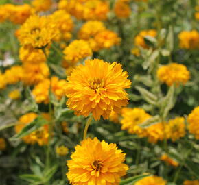 Janeba drsná 'Double Sunstruck' - Heliopsis helianthoides 'Double Sunstruck'