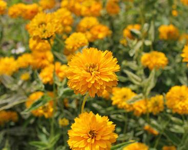 Janeba drsná 'Double Sunstruck'