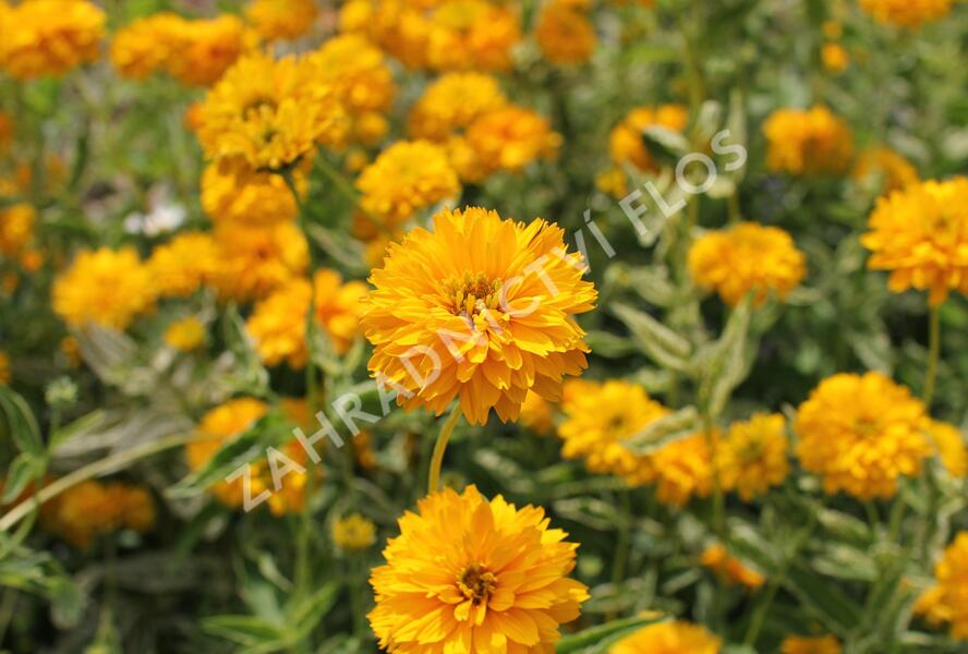 Janeba drsná 'Double Sunstruck' - Heliopsis helianthoides 'Double Sunstruck'
