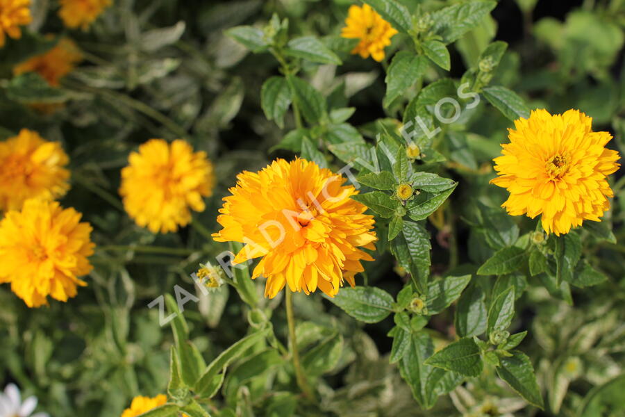 Janeba drsná 'Double Sunstruck' - Heliopsis helianthoides 'Double Sunstruck'