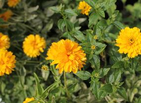 Janeba drsná 'Double Sunstruck' - Heliopsis helianthoides 'Double Sunstruck'