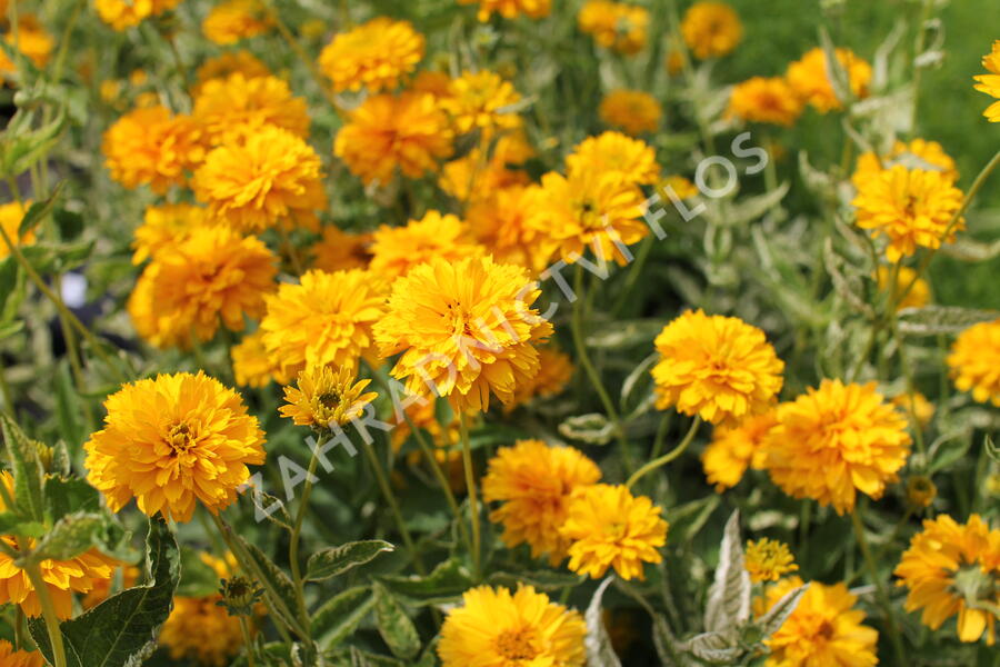 Janeba drsná 'Double Sunstruck' - Heliopsis helianthoides 'Double Sunstruck'