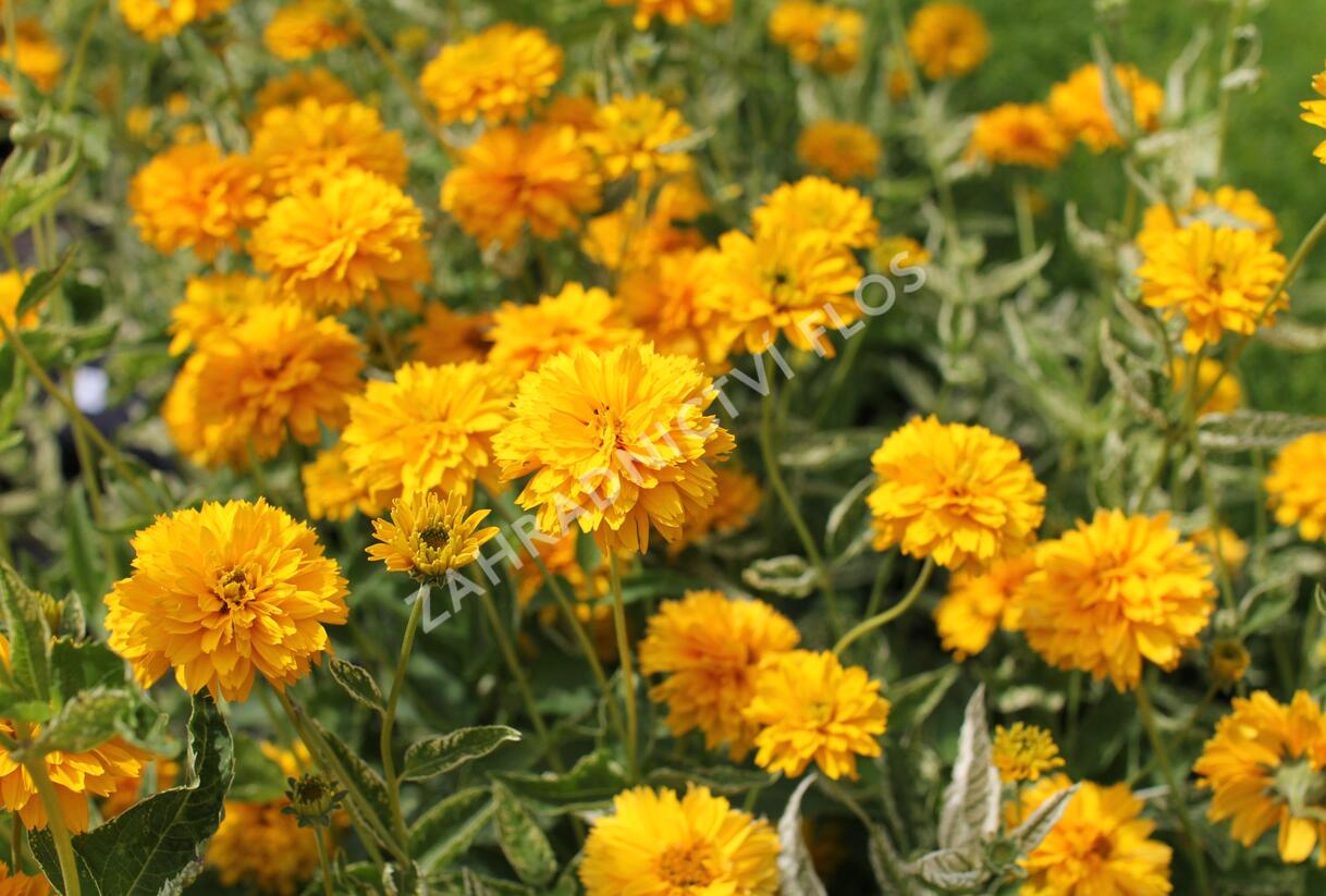 Janeba drsná 'Double Sunstruck' - Heliopsis helianthoides 'Double Sunstruck'