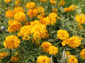 Janeba drsná 'Double Sunstruck' - Heliopsis helianthoides 'Double Sunstruck'