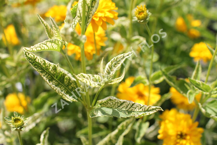Janeba drsná 'Double Sunstruck' - Heliopsis helianthoides 'Double Sunstruck'