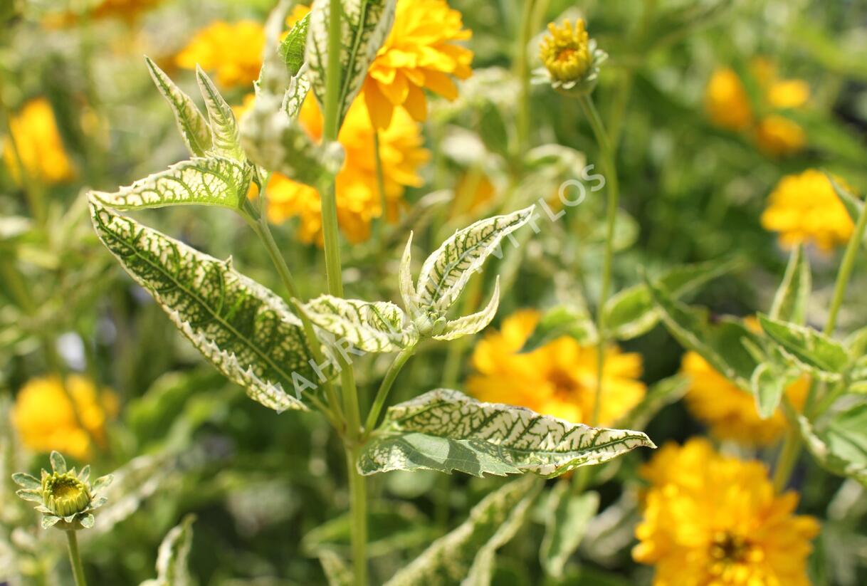 Janeba drsná 'Double Sunstruck' - Heliopsis helianthoides 'Double Sunstruck'