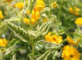 Janeba drsná 'Double Sunstruck' - Heliopsis helianthoides 'Double Sunstruck'