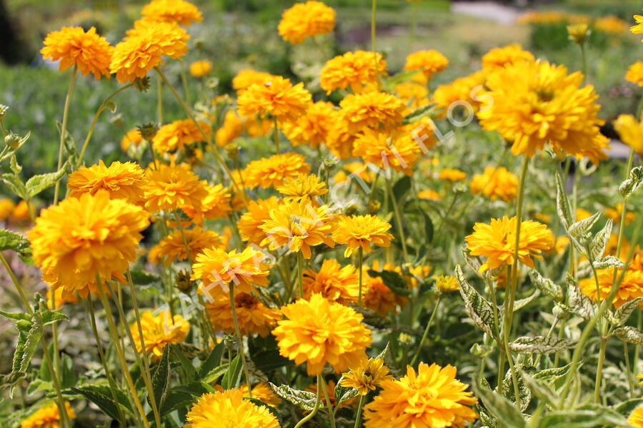 Janeba drsná 'Double Sunstruck' - Heliopsis helianthoides 'Double Sunstruck'