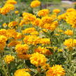 Janeba drsná 'Double Sunstruck' - Heliopsis helianthoides 'Double Sunstruck'