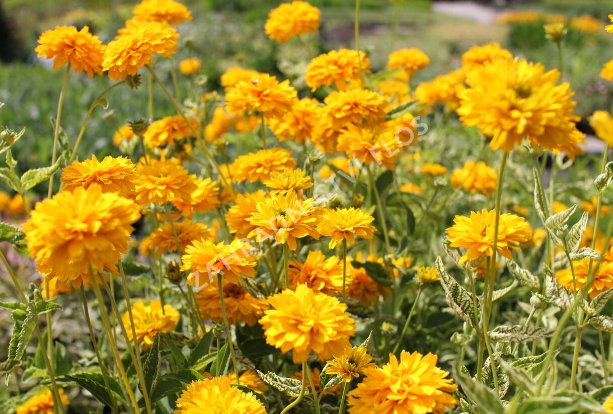 Janeba drsná 'Double Sunstruck' - Heliopsis helianthoides 'Double Sunstruck'