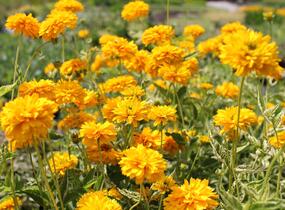 Janeba drsná 'Double Sunstruck' - Heliopsis helianthoides 'Double Sunstruck'
