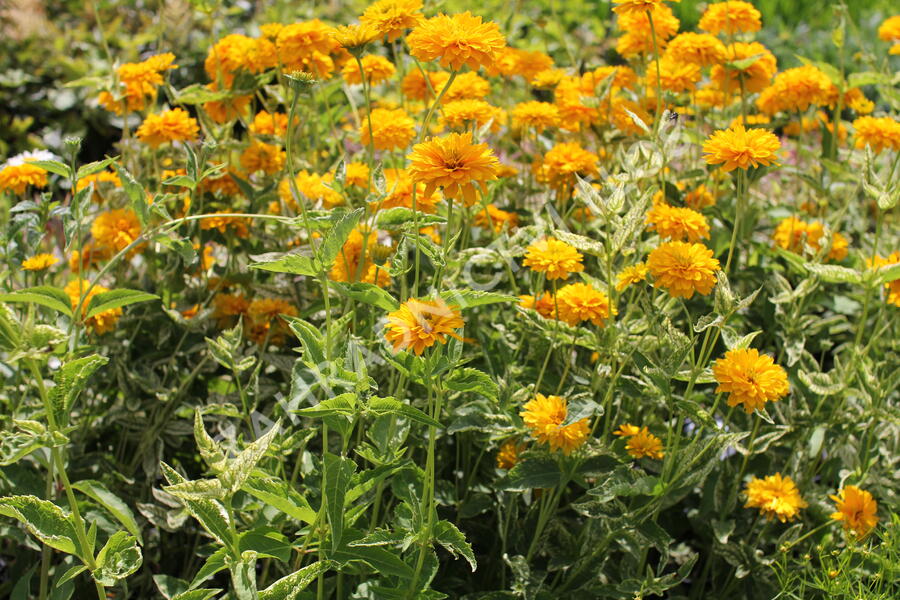 Janeba drsná 'Double Sunstruck' - Heliopsis helianthoides 'Double Sunstruck'