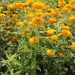Janeba drsná 'Double Sunstruck' - Heliopsis helianthoides 'Double Sunstruck'