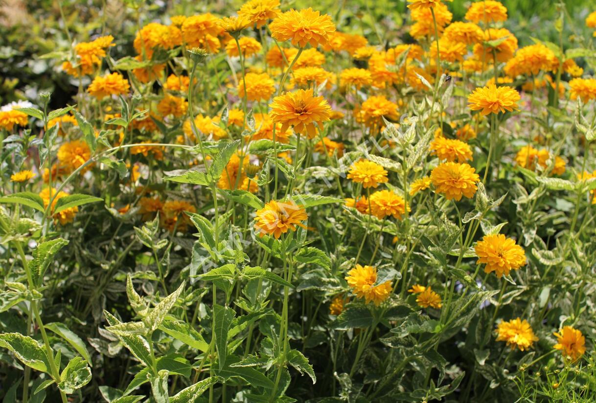 Janeba drsná 'Double Sunstruck' - Heliopsis helianthoides 'Double Sunstruck'