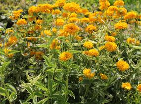 Janeba drsná 'Double Sunstruck' - Heliopsis helianthoides 'Double Sunstruck'