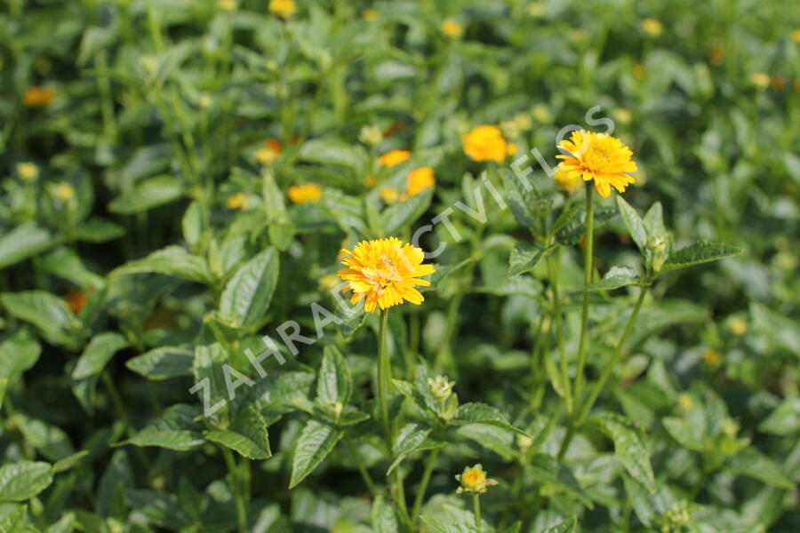 Janeba drsná 'Asahi' - Heliopsis helianthoides 'Asahi'