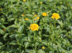 Janeba drsná 'Asahi' - Heliopsis helianthoides 'Asahi'