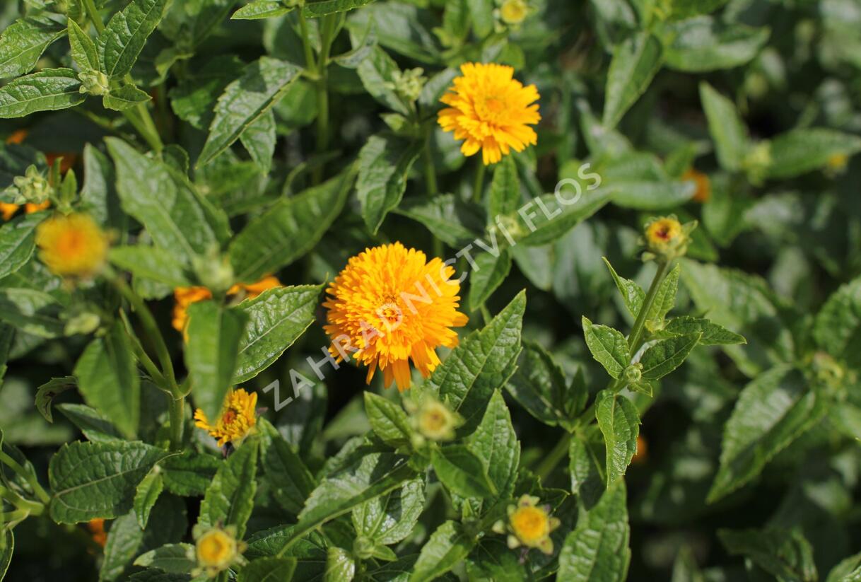 Janeba drsná 'Asahi' - Heliopsis helianthoides 'Asahi'