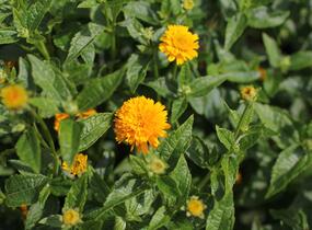 Janeba drsná 'Asahi' - Heliopsis helianthoides 'Asahi'