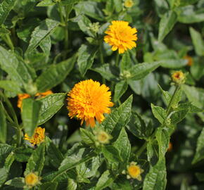 Janeba drsná 'Asahi' - Heliopsis helianthoides 'Asahi'
