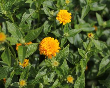 Janeba drsná 'Asahi'