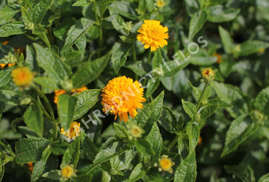 Janeba drsná 'Asahi' - Heliopsis helianthoides 'Asahi'