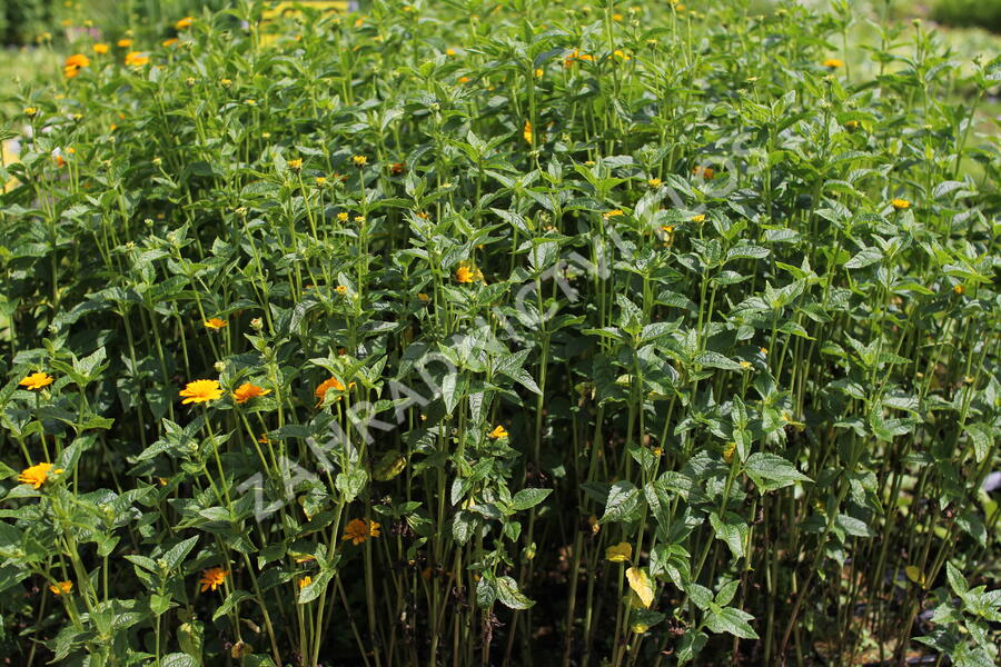 Janeba drsná 'Asahi' - Heliopsis helianthoides 'Asahi'