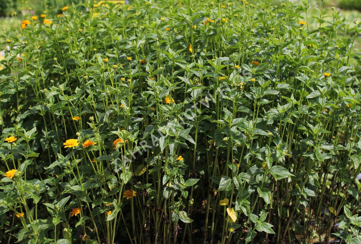 Janeba drsná 'Asahi' - Heliopsis helianthoides 'Asahi'