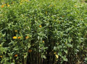 Janeba drsná 'Asahi' - Heliopsis helianthoides 'Asahi'