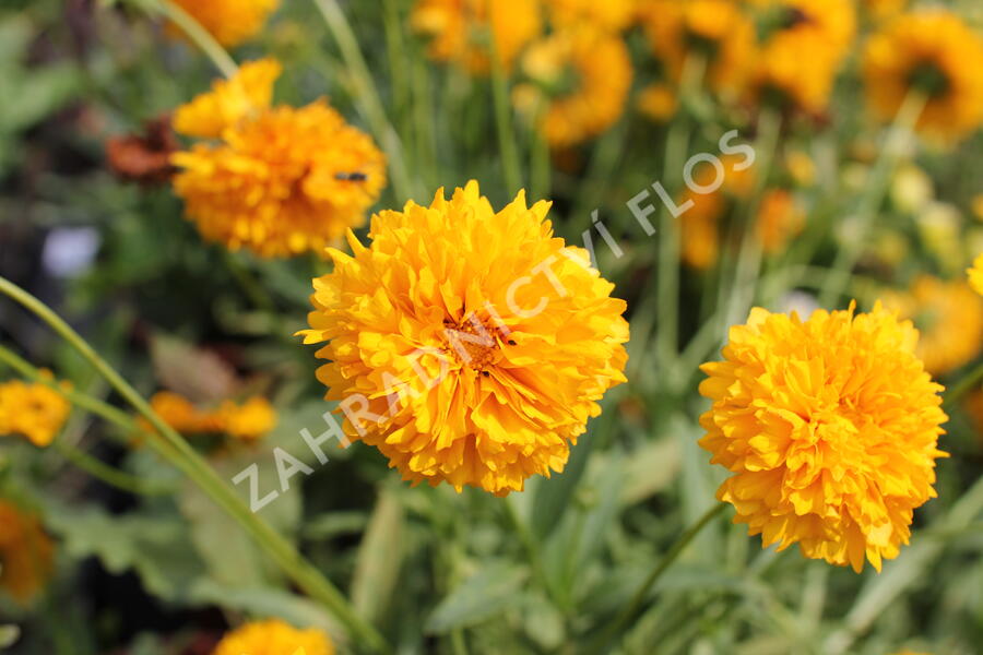 Krásnoočko velkokvěté 'Solena Double Gold' - Coreopsis grandiflora 'Solena Double Gold'