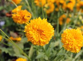 Krásnoočko velkokvěté 'Solena Double Gold' - Coreopsis grandiflora 'Solena Double Gold'
