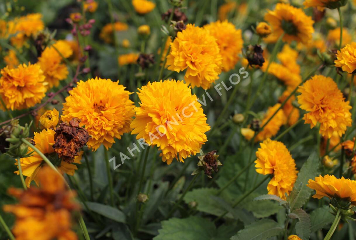 Krásnoočko velkokvěté 'Solena Double Gold' - Coreopsis grandiflora 'Solena Double Gold'