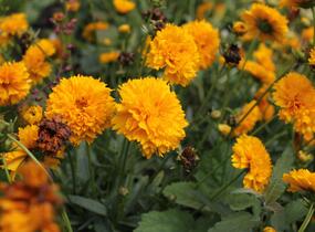 Krásnoočko velkokvěté 'Solena Double Gold' - Coreopsis grandiflora 'Solena Double Gold'