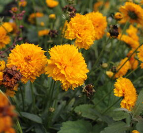 Krásnoočko velkokvěté 'Solena Double Gold' - Coreopsis grandiflora 'Solena Double Gold'