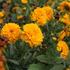 Coreopsis grandiflora 'Solena Double Gold'.JPG