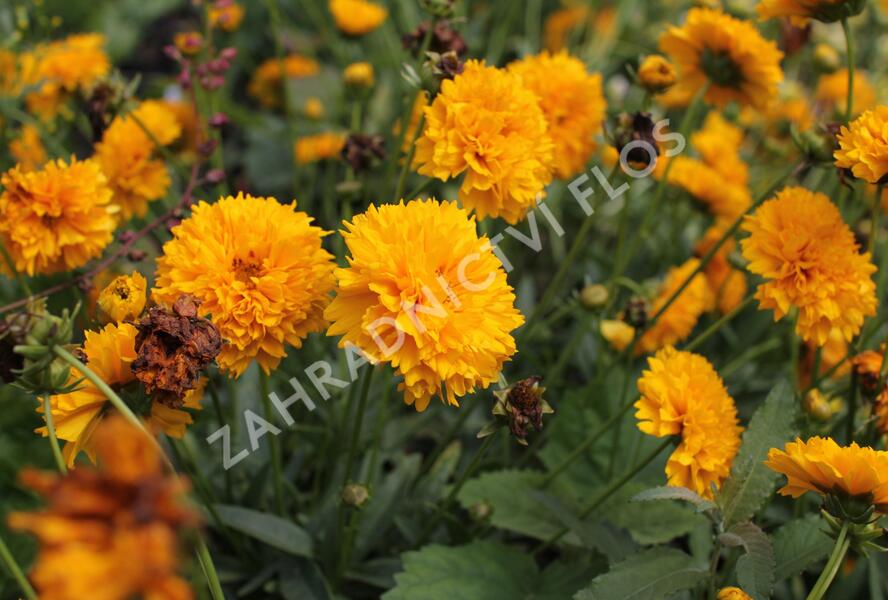 Krásnoočko velkokvěté 'Solena Double Gold' - Coreopsis grandiflora 'Solena Double Gold'