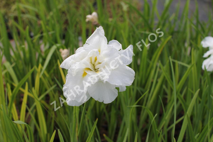 Kosatec Dinner Plate 'Cupcake - Iris ensata Dinner Plate 'Cupcake