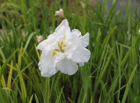 Kosatec Dinner Plate 'Cupcake' - Iris ensata Dinner Plate 'Cupcake'