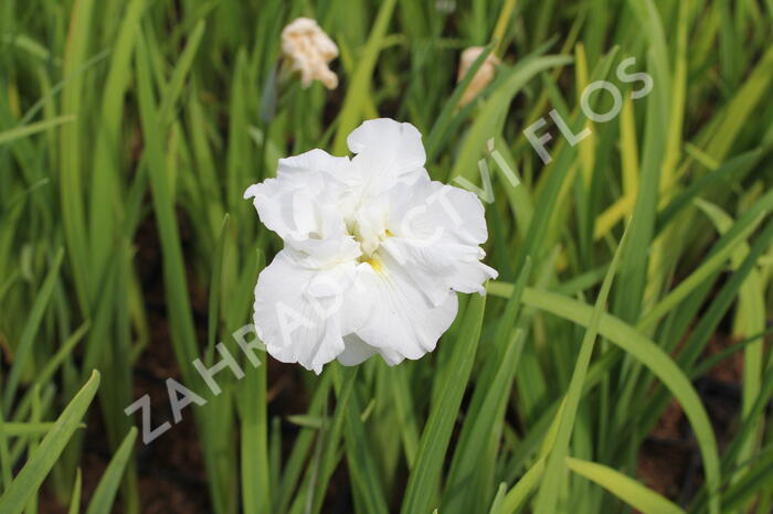 Kosatec Dinner Plate 'Cupcake - Iris ensata Dinner Plate 'Cupcake